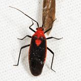 Prepops circumcinctus