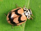 Painted Lady Beetle - Mulsantina picta