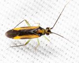 Orthotylus submarginatus