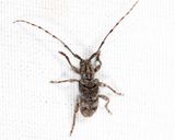 Ecyrus dasycerus