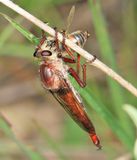 Proctacanthus rufus