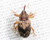 Lignyodes bischoffi