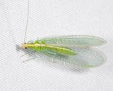 Kymachrysa intacta