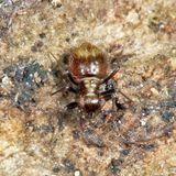 Bertkauia crosbyana