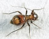 Bertkauia crosbyana