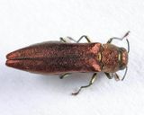 Willow Gall Limb Borer - Agrilus politus