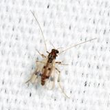 Polypedilum scalaenum