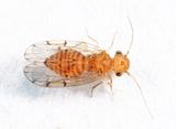 Ectopsocus meridionalis