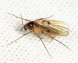 Mycetophila unipunctata