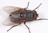 Blue Bottle Fly - Calliphora vomitoria