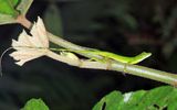 OShaughnessys anole (Andes anole) female -  Anolis gemmosus