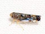 Scaphoideus cyprius