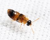 Phanerota dissimilis