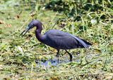 Little Blue Heron - Egretta caerulea