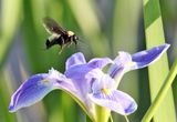 American Bumble Bee - Bombus pensylvanicus