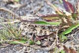 Ridgeback Grasshopper - Spharagemon cristatum