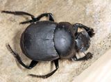 Tumblebug - Canthon chalcites