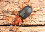 Brachinus fumans