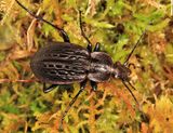 Carabus maeander