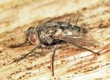 Cyrtophleba nitida