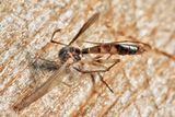 Exechia cincinnata