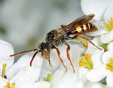 Spotted Nomad Bee - Nomada maculata