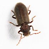 Microbregma emarginatum