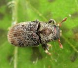 Hylesinus aculeatus