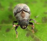 Hylesinus aculeatus