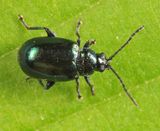 Elm Flea Beetle - Altica ulmi