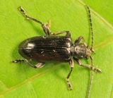Plateumaris nitida