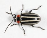 Disonycha pensylvanica