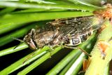 Odontomyia interrupta