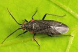 Heterocordylus malinus