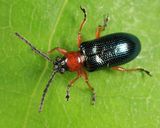 Cereal Leaf Beetle - Oulema melanopus