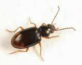 Bembidion transparens