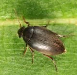 Plate-thigh Beetle - Eucinetidae - Eucinetus strigosus