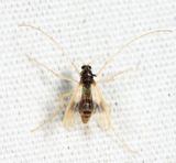 Polypedilum calopterus