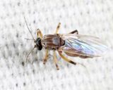Bezzia solstitialis