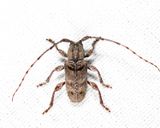 Ecyrus dasycerus