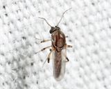 Bezzia solstitialis