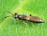 Brasema allynii