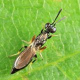 Brasema allynii