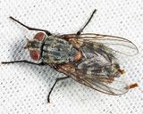 Muscina prolapsa