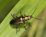 Plateumaris balli