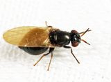 Lauxania shewelli
