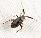 Criocoris saliens