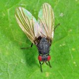 Minettia lyraformis