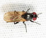 Fannia melanura