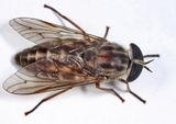 Tabanus fulivicallus